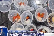 吉安@铲屎官们 养“异宠”或危害国家安全 这些行为违法了